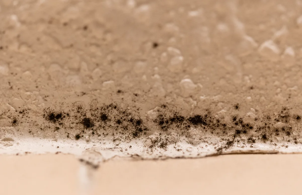 Black mold growing along a bathroom caulk and ceiling line
